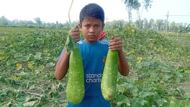 সব লাউ গাছ! আড়াই লক্ষ টাকার ক্ষতি সাধন